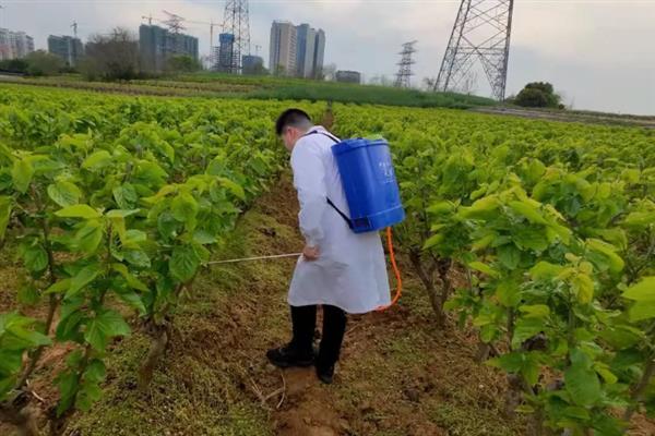如何综合防治桑疫病,需加强桑园治虫工作