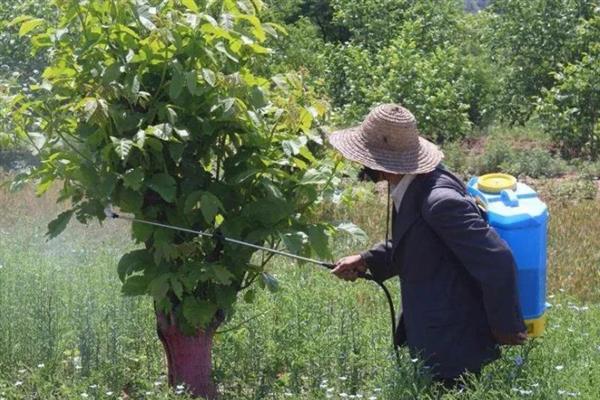 如何综合防治桑疫病,需加强桑园治虫工作