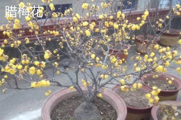 哪类花卉适合养在办公室中，芳香型、聚财型、驱邪型和绿化型品种均是不错的选择