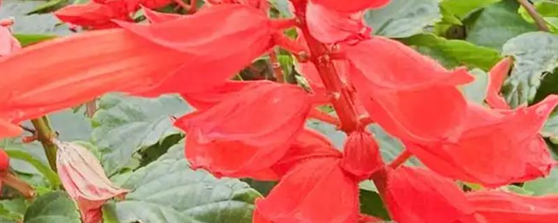 一串红在什么季节开花，期是7月至霜降