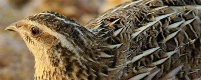 一只鹌鹑养不活的原因,独自生活会感到孤单导致抑郁