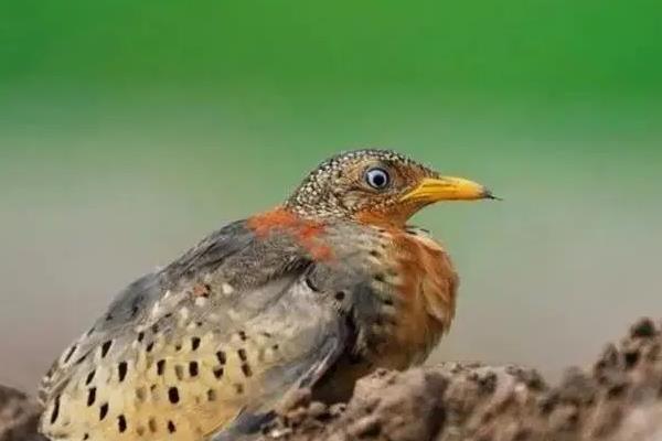 一只鹌鹑养不活的原因,独自生活会感到孤单导致抑郁