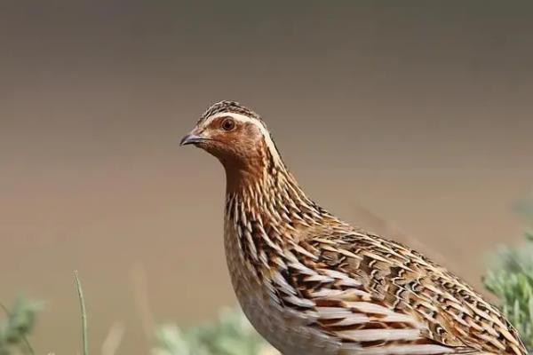 一只鹌鹑养不活的原因,独自生活会感到孤单导致抑郁