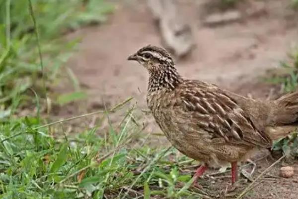 一只鹌鹑养不活的原因,独自生活会感到孤单导致抑郁