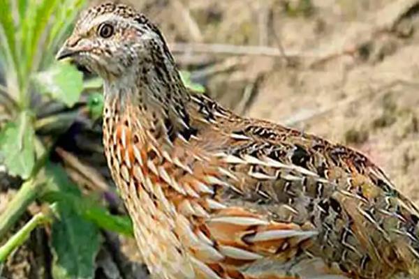 一只鹌鹑养不活的原因,独自生活会感到孤单导致抑郁