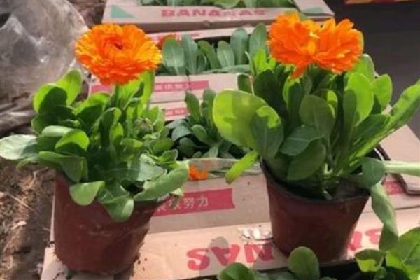 金盏菊的种植方法，常在9月中下旬以后进行秋播