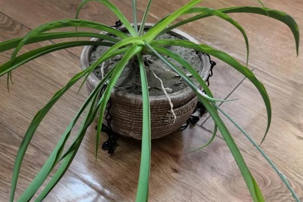 吊兰会不会开花，花朵一般在5月份开放
