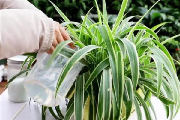 吊兰会不会开花，花朵一般在5月份开放