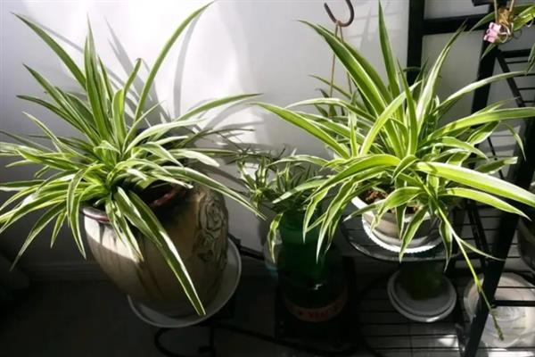 吊兰会不会开花，花朵一般在5月份开放