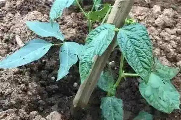 豆角喜欢哪些肥料，生长前期应该适量供应氮肥
