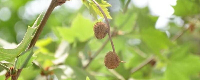 二球悬铃木的果实能不能吃,果实不具备食用价值