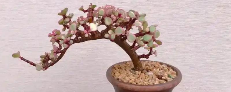 怎么养雅乐之舞才能爆花，充足的肥料是不可缺少的