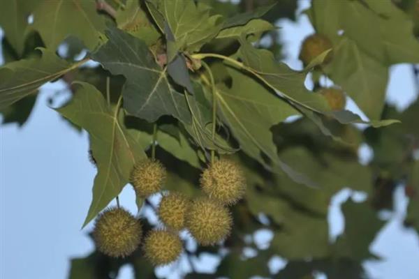 二球悬铃木的果实能不能吃,果实不具备食用价值