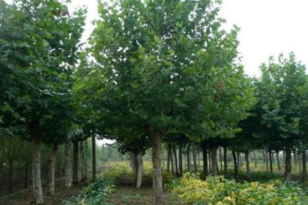 二球悬铃木的果实能不能吃,果实不具备食用价值