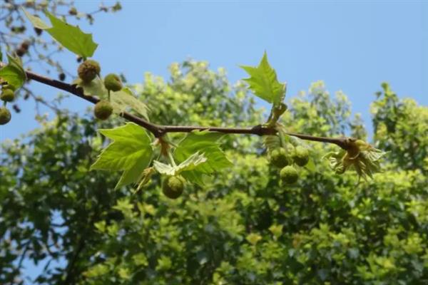 二球悬铃木的果实能不能吃,果实不具备食用价值