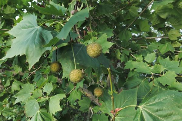 二球悬铃木的果实能不能吃,果实不具备食用价值