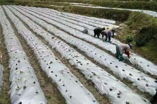 双色地膜的好处，可保墒保肥、减轻虫害等