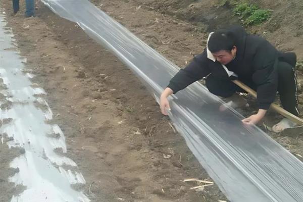 双色地膜的好处，可保墒保肥、减轻虫害等