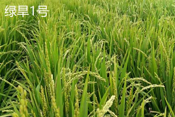 全国有什么优质的旱稻品种，旱稻297、旱稻906等品种的品质较好