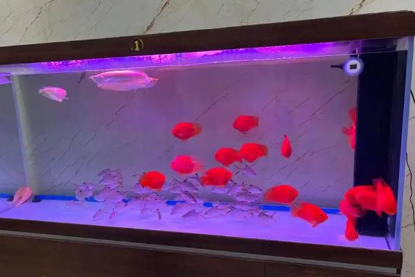 鱼缸水变浑浊如何解决，采取勤换水、清洗鱼缸、安装过滤器等措施可保持水质