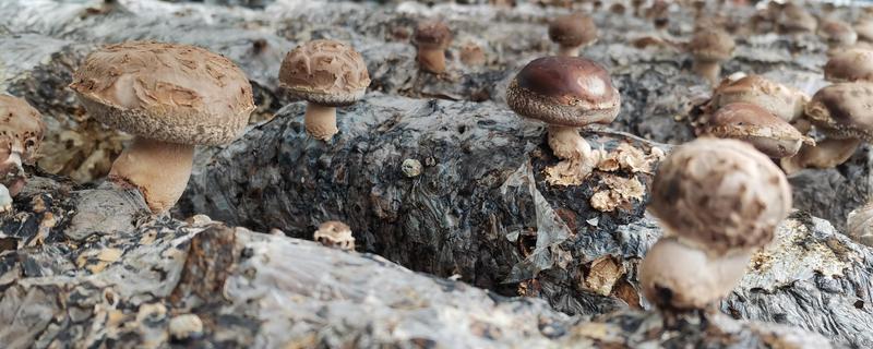 香菇如何简单种植，基土采用麦麸、腐叶土、木屑等