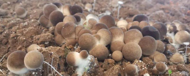 平菇栽培为何发展快，因为其具有较强的适应能力