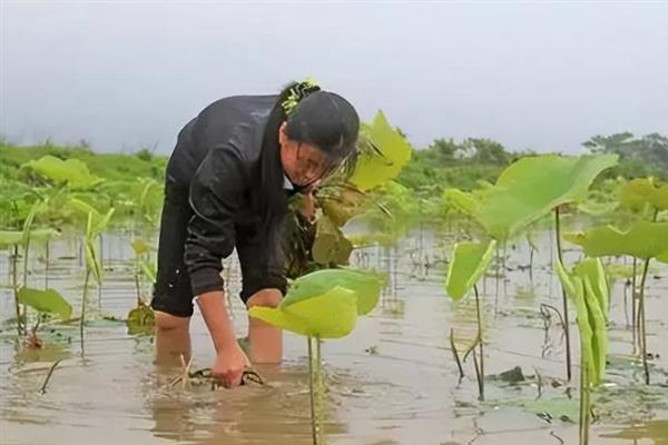 怎么种植莲藕，生长期间追肥2-3次