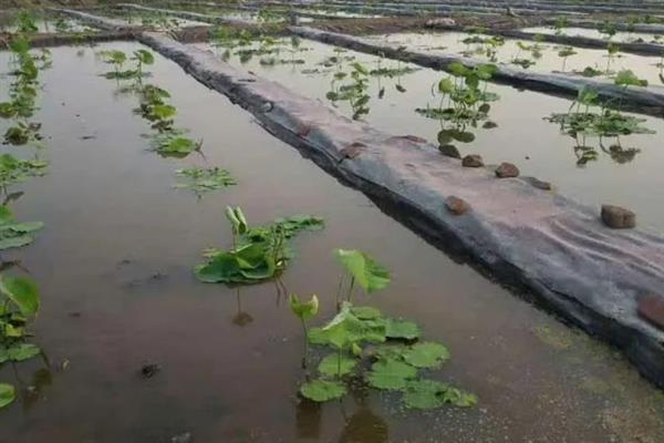 怎么种植莲藕，生长期间追肥2-3次