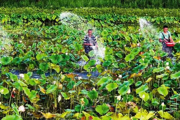 怎么种植莲藕，生长期间追肥2-3次