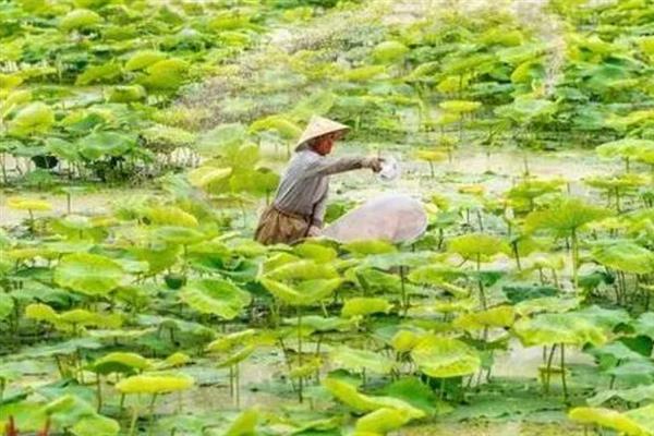 怎么种植莲藕，生长期间追肥2-3次