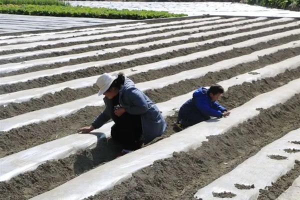 冬天如何栽培韭黄，播种后要覆盖细沙并施入农家肥
