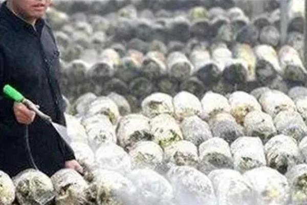 香菇如何简单种植，基土采用麦麸、腐叶土、木屑等