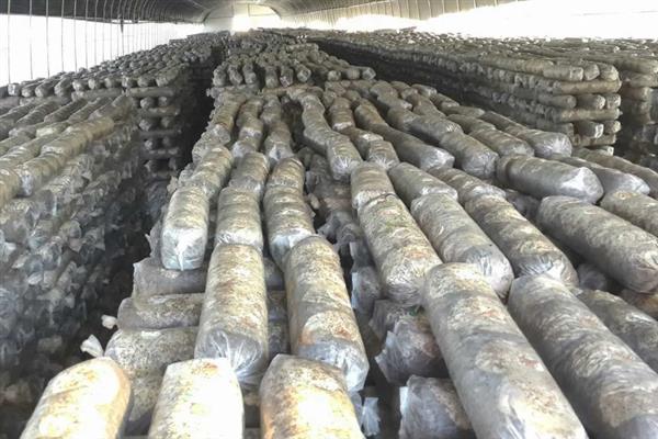 香菇如何简单种植，基土采用麦麸、腐叶土、木屑等