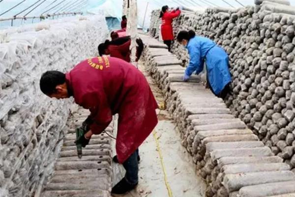 香菇如何简单种植，基土采用麦麸、腐叶土、木屑等