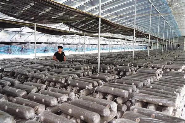 香菇如何简单种植，基土采用麦麸、腐叶土、木屑等