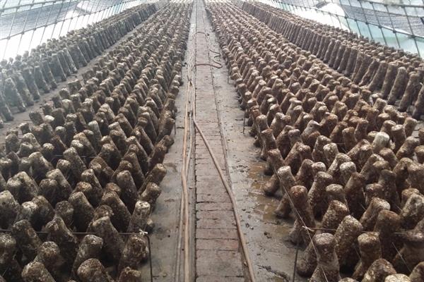 香菇如何简单种植，基土采用麦麸、腐叶土、木屑等