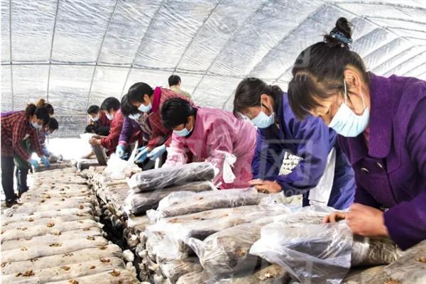 香菇如何简单种植，基土采用麦麸、腐叶土、木屑等