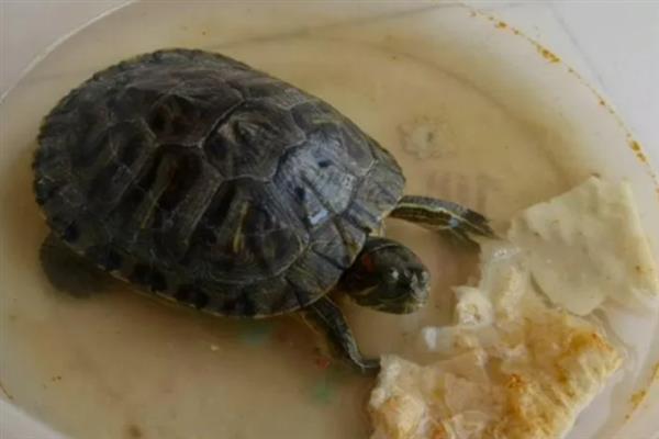 乌龟为什么不吃东西，长期投喂单一的食物会让它拒食