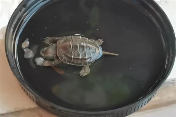 乌龟为什么不吃东西，长期投喂单一的食物会让它拒食