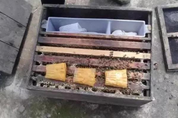 将两群蜂合并成双王群的方法，将蜂群转移到蜂箱两侧再喷洒蜂蜜水可混淆群味