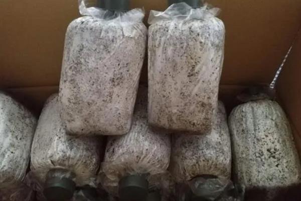 香菇如何简单种植，基土采用麦麸、腐叶土、木屑等