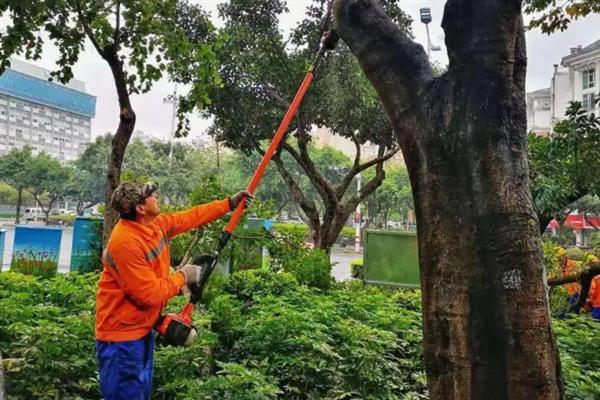 栾树如何整形修剪，对于过长的枝条进行截短