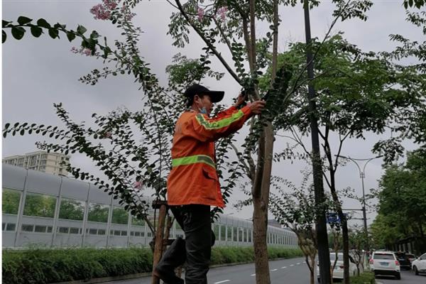 栾树如何整形修剪，对于过长的枝条进行截短