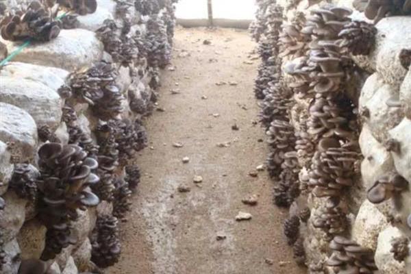 平菇栽培为何发展快，因为其具有较强的适应能力