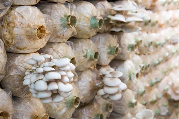 平菇栽培为何发展快，因为其具有较强的适应能力