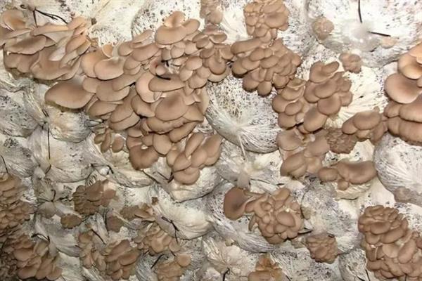 平菇栽培为何发展快，因为其具有较强的适应能力