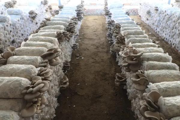 平菇栽培为何发展快，因为其具有较强的适应能力