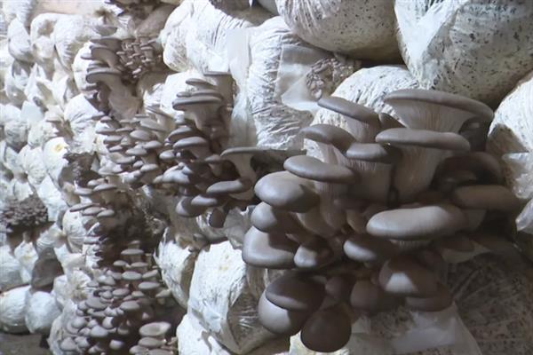 平菇栽培为何发展快，因为其具有较强的适应能力