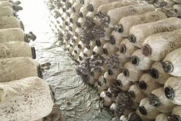 平菇栽培为何发展快，因为其具有较强的适应能力