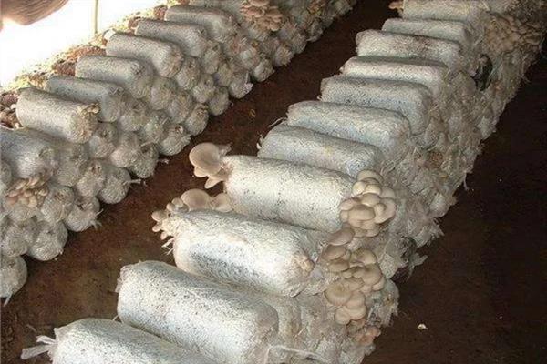 平菇栽培为何发展快，因为其具有较强的适应能力